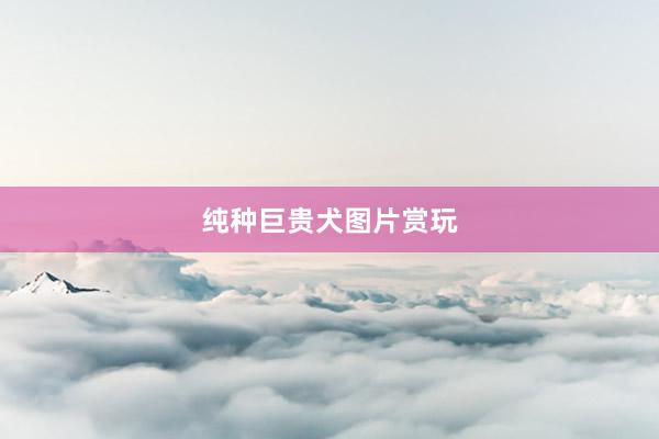 纯种巨贵犬图片赏玩